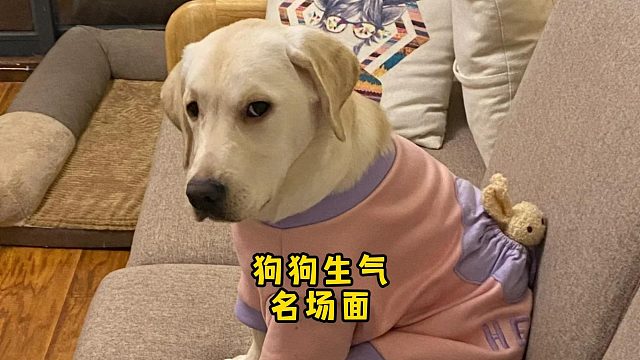 盘点狗狗生气名场面，它的心思都写在脸上了