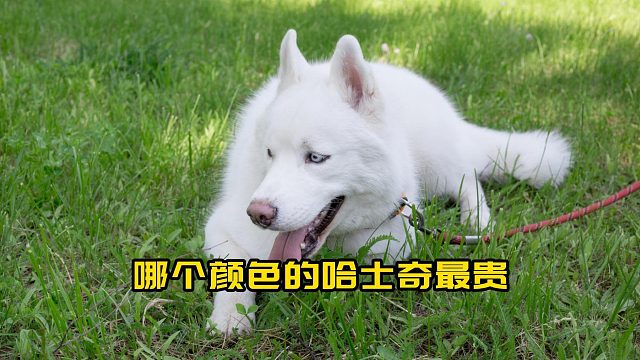 哈士奇什么颜色最贵？大家别被骗了