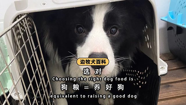 养狗只要选对狗粮，就不怕养不好