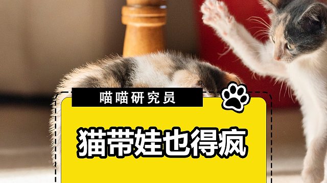 猫妈：只有强者才配做我孩子