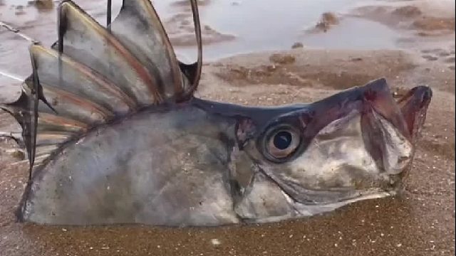 户外赶海抓海鲜