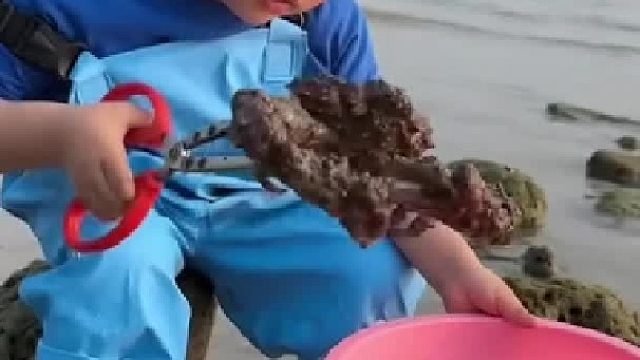 赶海赶海赶海啦