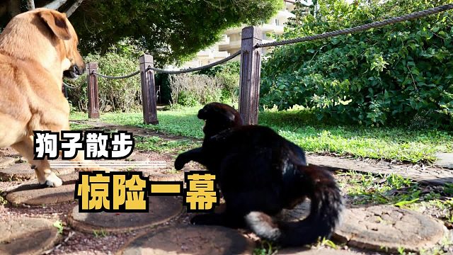 街霸不用出手，躺着就把小狗吓得够呛