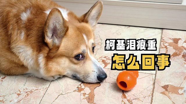 柯基有泪痕，是这些原因导致的！