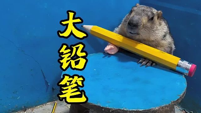 这个铅笔能用一个学期吗？