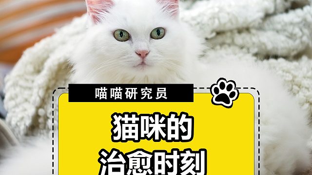 猫咪的治愈时刻！