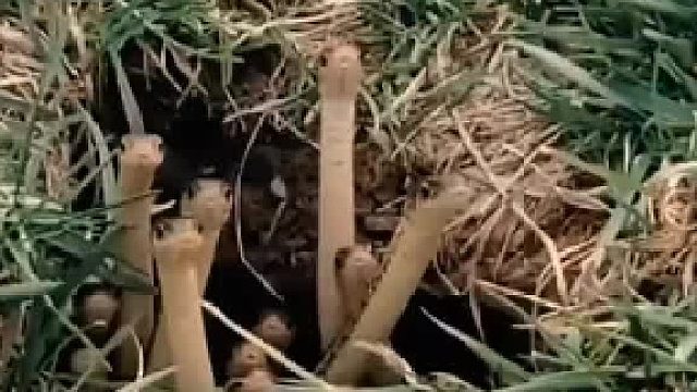 一窝子小蛇在野外盯着你，怎么感觉萌萌哒？