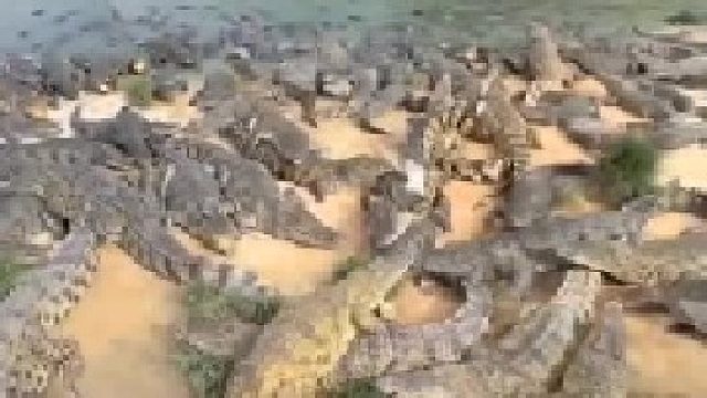 鸽子落入鳄鱼池