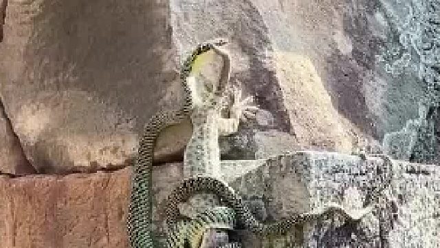 勇敢的壁虎老婆勇救老公壁虎