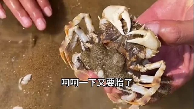 户外赶海抓海鲜