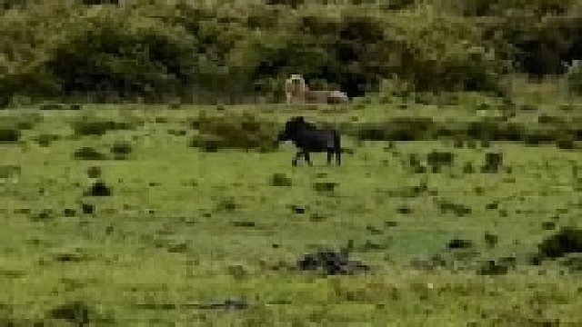 疣猪出门遭到狮子拦路，最后顺利逃走