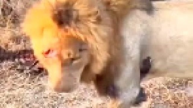 大战过后的雄狮！