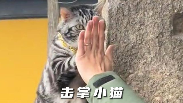 猫咪不语，只是一味地击掌