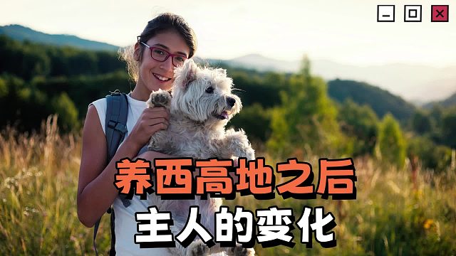 养了西高地之后，主人会有哪些变化？
