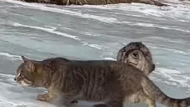 这猫有点子技术在身上