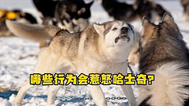 你要是这样做，哈士奇会气得直冲你大叫！