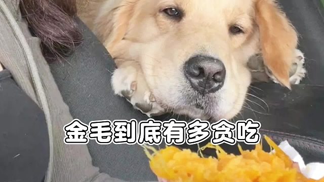 金毛到底有多贪吃？看了绝对让你笑翻天