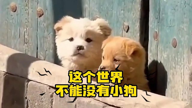 这个世界不能没有小狗