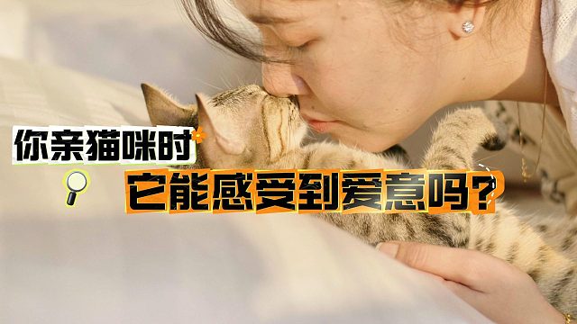 你亲猫咪时，它能感受到爱意吗？