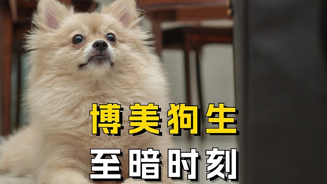 博美的狗生至暗时刻，铲屎官一定要知道