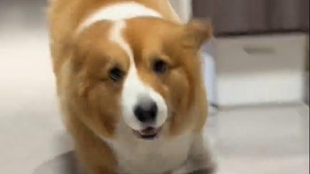 表演个打粗溜儿，傻狗的日常