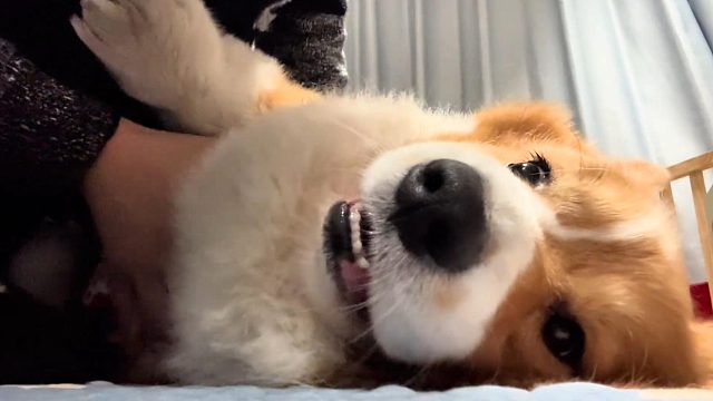 不耐烦小狗,傻狗的日常