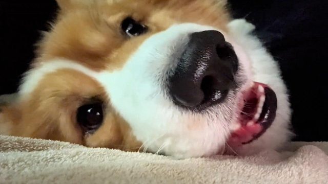 臭姐姐一天天的尽盘我