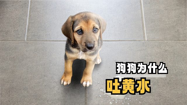 狗狗突然吐黄水，先搞清楚原因