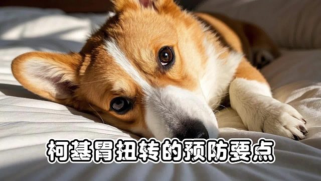 柯基胃扭转不可小觑，铲屎官需注意