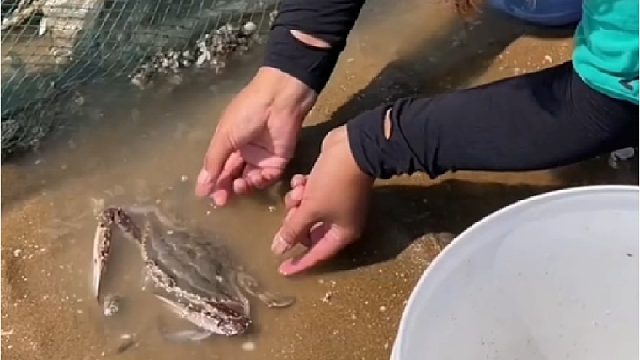 户外赶海抓海鲜