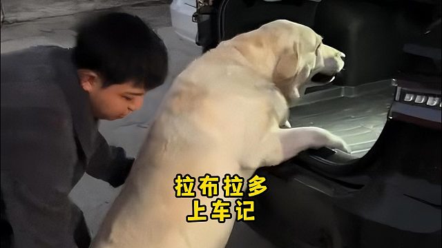拉布拉多上车之后，车都duang了一下