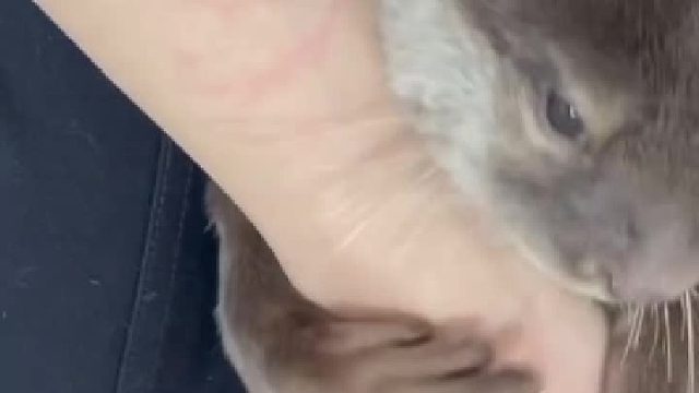 太可爱了，等我老了耳聋了也养一只