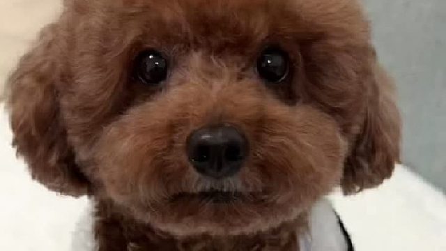 小狗的下巴处有个开关