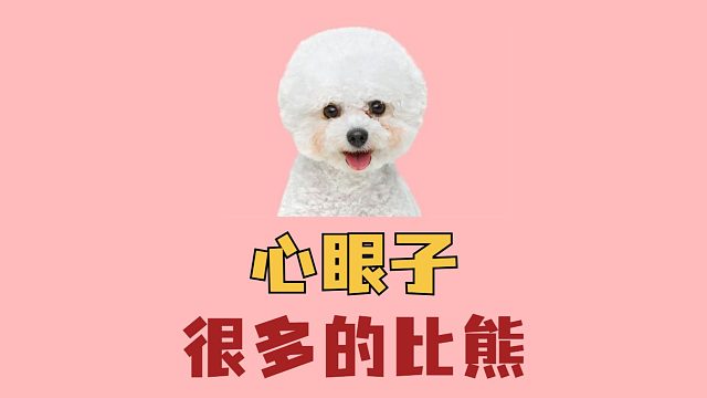 心眼子很多的比熊，鬼精鬼精的