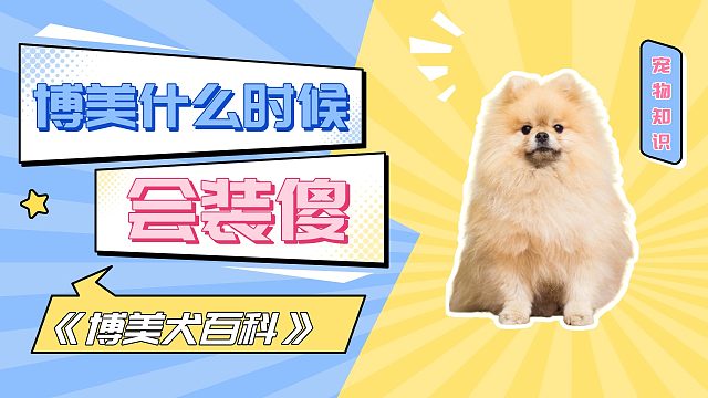 博美什么时候会装傻？请看VCR！