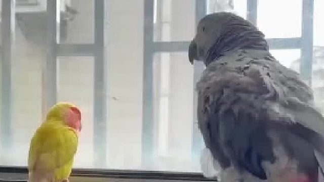 千万别对鹦鹉说脏话