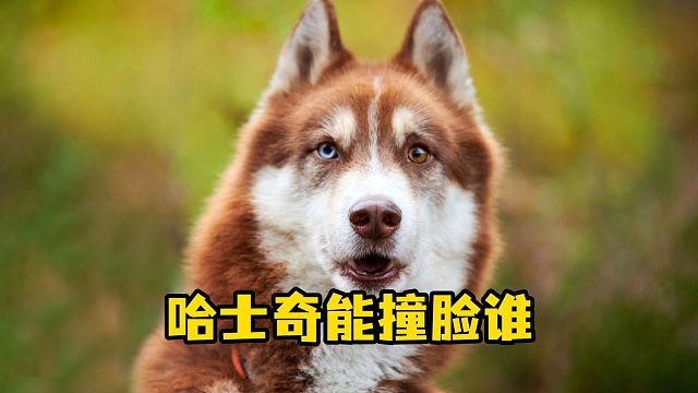 哈士奇能和谁撞脸呢？个个都很神似！