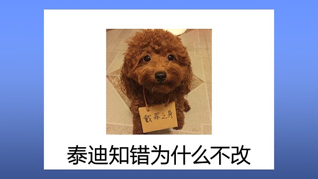 泰迪明知犯错，还是死性不改