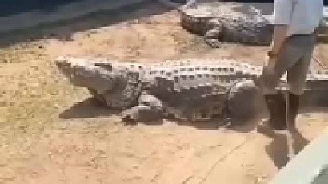 鳄鱼把男子腿咬伤