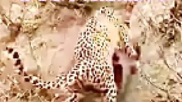 花豹妈妈抓了只蜥蜴｜给幼崽示范捕猎技巧