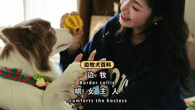 边牧无助的像个男人，哄不好女主人