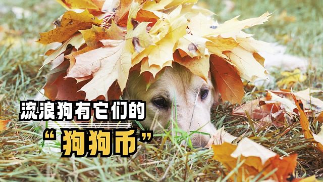 狗狗带着树叶找你换食物，一定不要拒绝哦