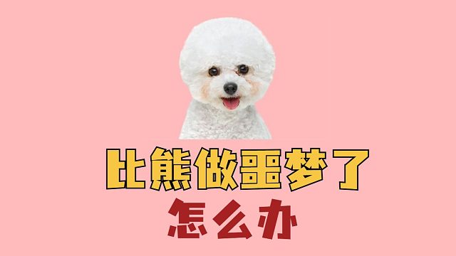 比熊会做噩梦吗，会有什么表现