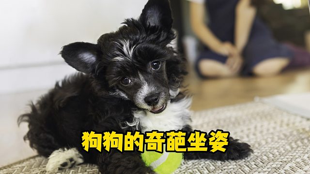 狗狗的奇葩坐姿，让人大开眼界