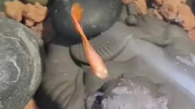 这是什么鱼居然吃油