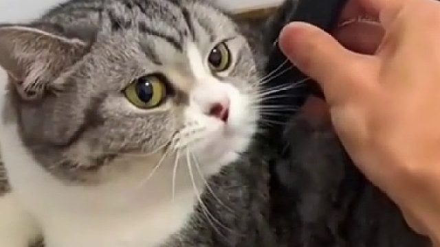 猫咪日常
