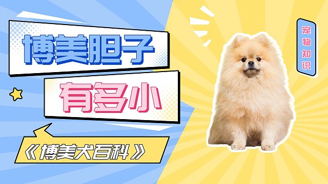 博美胆子有多小？跟黄豆差不多。