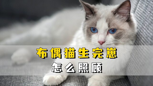 怎么照顾好布偶猫，让它顺利度过月子期？