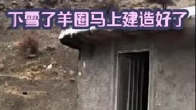 今天下雪了 羊圈马上建造好了搬进日期指日可待   (2)