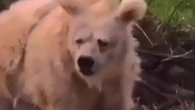 经过三个月冬眠的熊从睡梦中醒来的那一刻